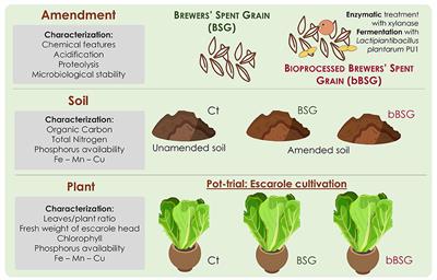 Potential of native and bioprocessed brewers' spent grains as organic soil amendments
